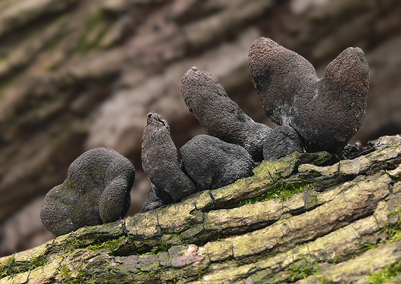 drevnatec kyjakovitý Xylaria polymorpha (Pers.) Grev.