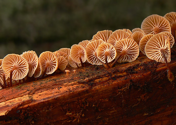 tanečnička zvončekovitá Xeromphalina campanella (Batsch) Maire