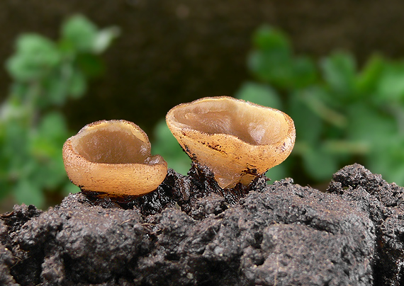 čiaška Peziza sp.