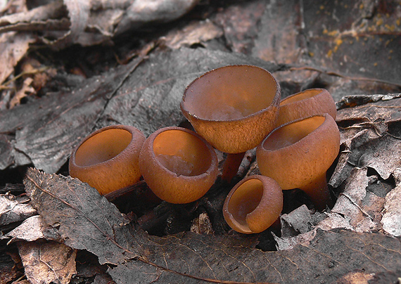 hľuznatka veternicová Dumontinia tuberosa (Bull.) L.M. Kohn