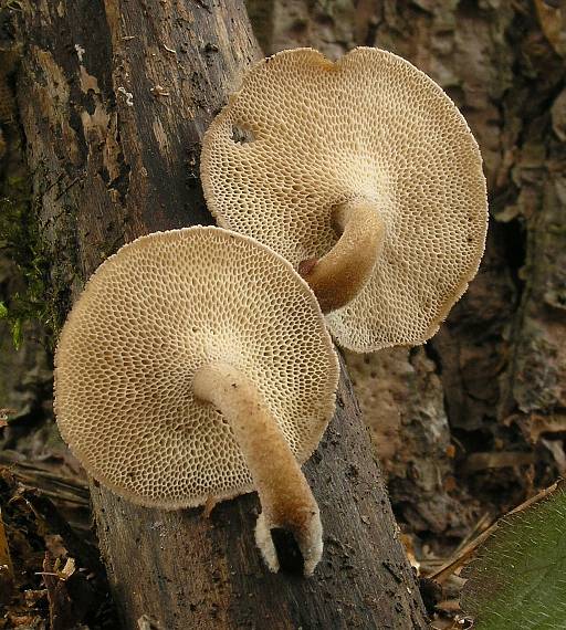 trúdnik zimný Lentinus brumalis (Pers.) Zmitr.