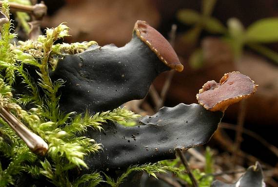 štítnatec vodorovný Peltigera horizontalis (Huds.) Baumg.