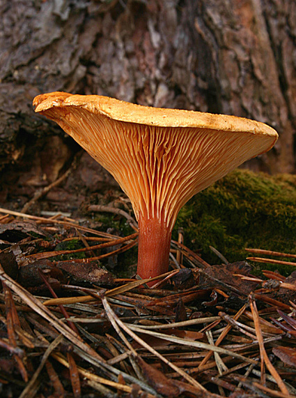 líška oranžová Hygrophoropsis aurantiaca (Wulfen) Maire