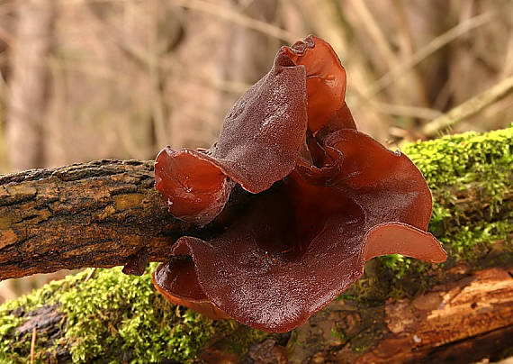 uchovec bazový Auricularia auricula-judae (Bull.) Quél.