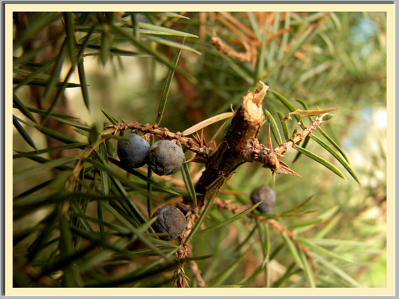 borievka obyčajná Juniperus communis L.