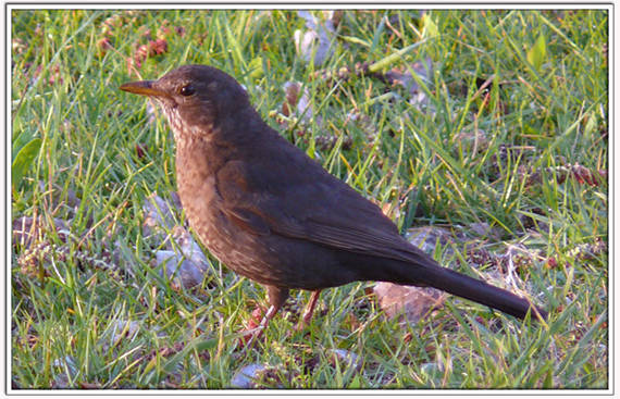 drozd čierny Turdus merula