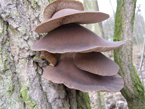 hlíva ústřičná Pleurotus ostreatus (Jacq.) P. Kumm.