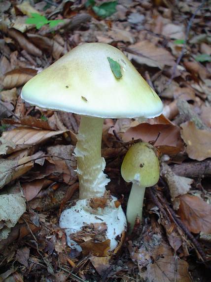 muchotrávka zelená Amanita phalloides (Vaill. ex Fr.) Link