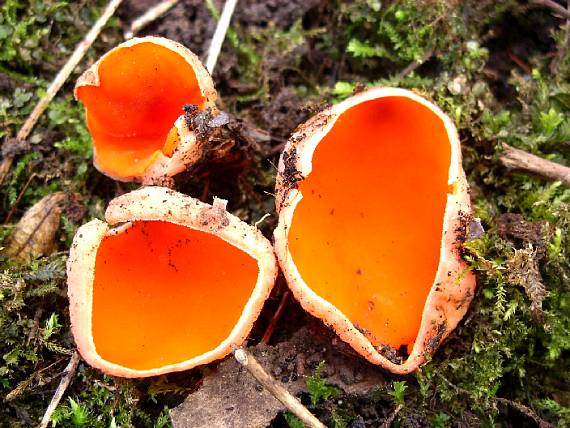 ohnivec šarlatový Sarcoscypha coccinea (Gray) Boud.