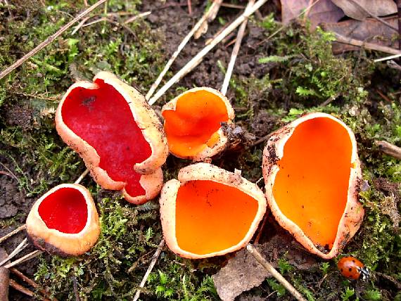 ohnivec šarlatový Sarcoscypha coccinea (Gray) Boud.