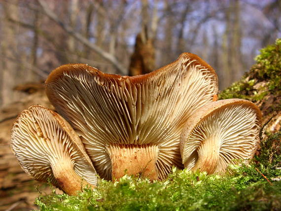 húževnatec pritlačený Neolentinus adhaerens (Alb. & Schwein.) Redhead & Ginns