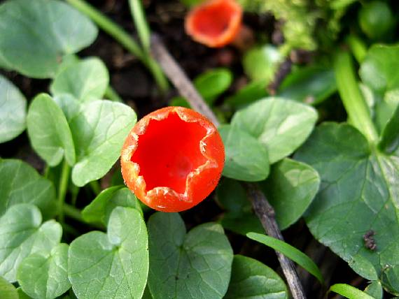 ohnivec zimní Microstoma protractum (Fr.) Kanouse