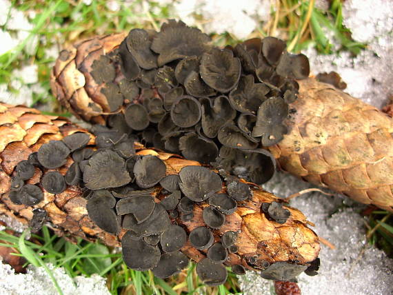 terčka šišková Rutstroemia bulgarioides (P. Karst.) P. Karst.