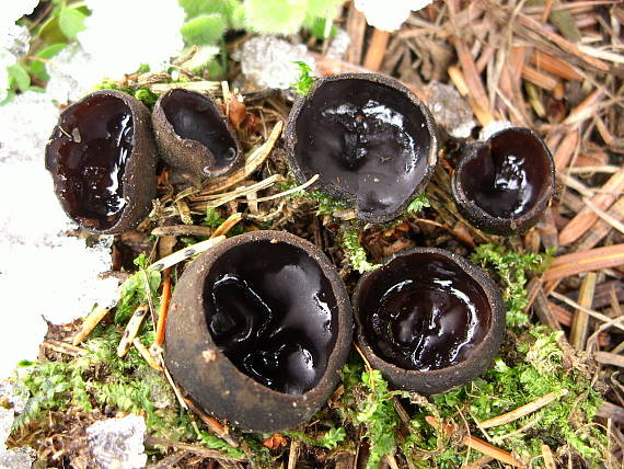 ušíčko černé Pseudoplectania nigrella (Pers.) Fuckel