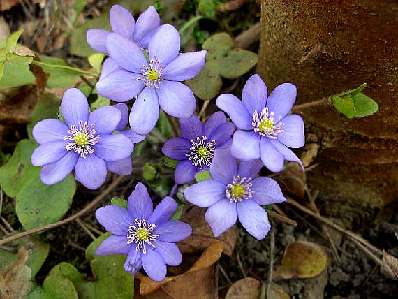 jaterník podléška Hepatica nobilis Schreb.