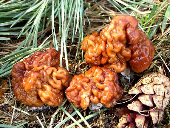 ucháč obecný Gyromitra esculenta (Pers.) Fr.