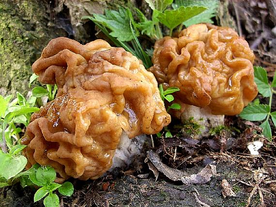 ucháč obrovský Gyromitra gigas (Krombh.) Cooke