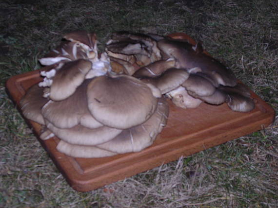 hliva ustricovitá Pleurotus ostreatus (Jacq.) P. Kumm.