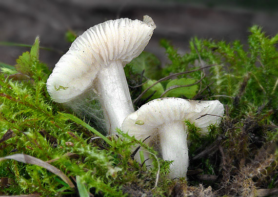 lúčnica výstredná Cuphophyllus fornicatus (Fr.) Lodge, Padamsee & Vizzini