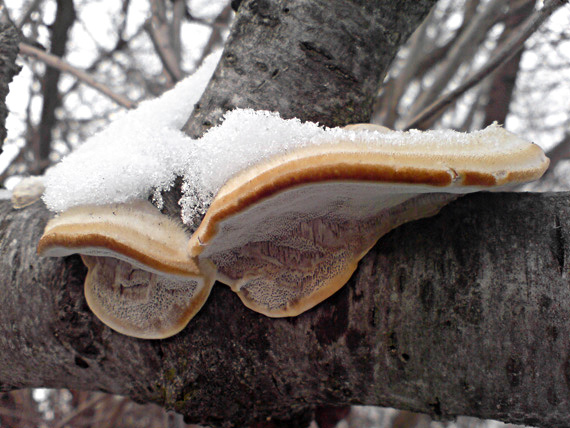 trúdnikovec Trametes sp.