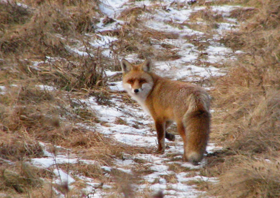 líška hrdzavá Vulpes vulpes