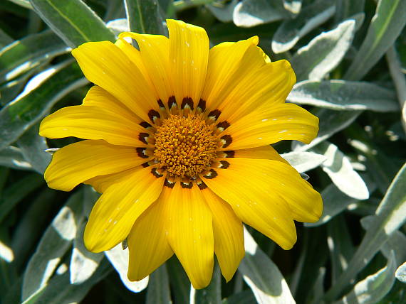 gazania x splendens