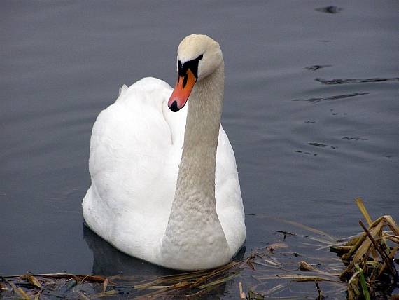 labuť hrbozobá Cygnus olor