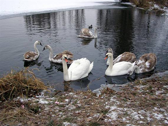 labuť hrbozobá Cygnus olor