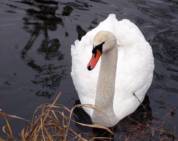 labuť hrbozobá Cygnus olor