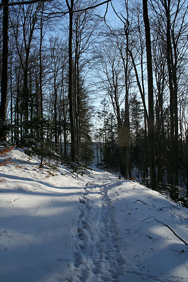 lesná cestička