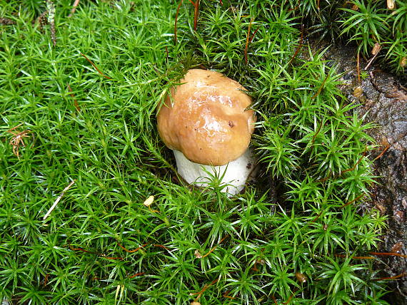 hríb smrekový Boletus edulis Bull.