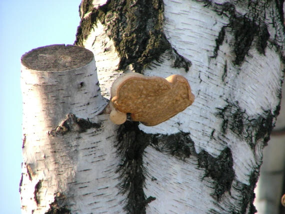 brezovník obyčajný Fomitopsis betulina (Bull.) B.K. Cui, M.L. Han & Y.C. Dai