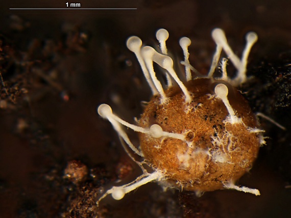 Polycephalomyces tomentosus (Schrad.) Seifert