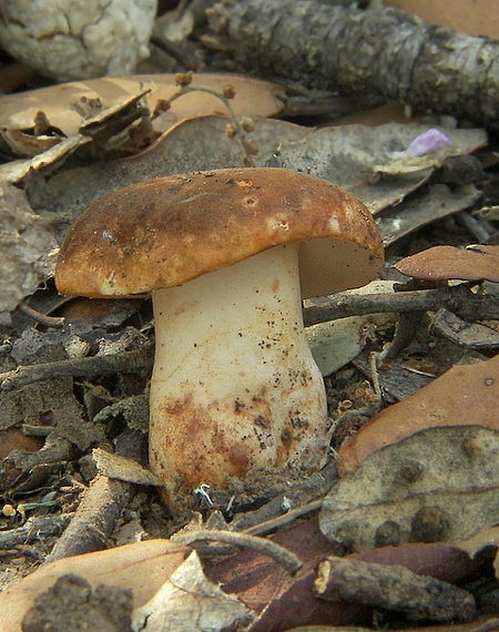 hríbnik gaštanovohnedý Gyroporus castaneus (Bull.) Quél.