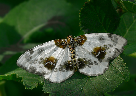 piadivka brestová Abraxas sylvata