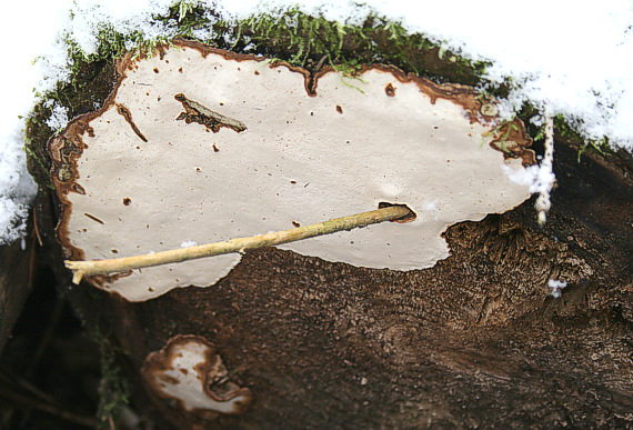 lesklokôrovka plochá Ganoderma applanatum (Pers.) Pat.