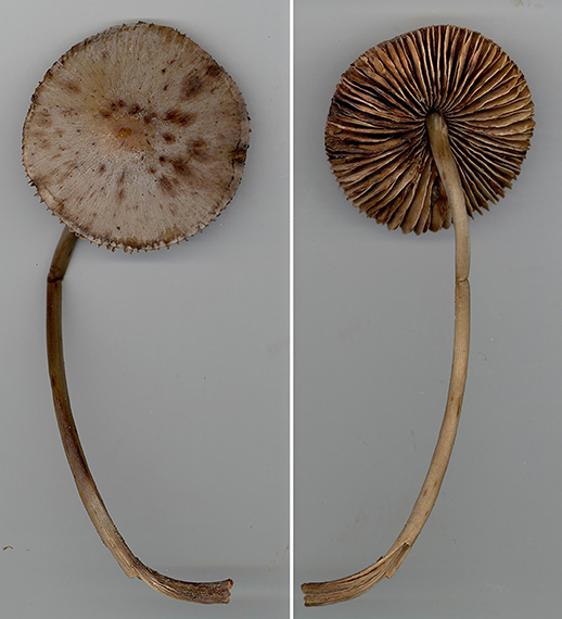 prilbička Mycena sp.