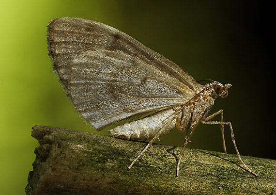 piadivka borievková Thera juniperata