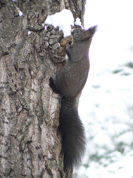 veverica obyčajná Sciurus vulgaris