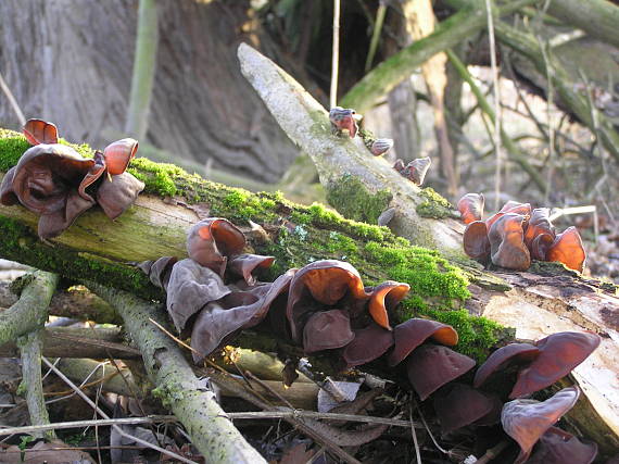 uchovec bazový Auricularia auricula-judae (Bull.) Quél.