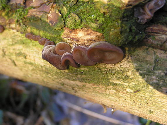 uchovec bazový Auricularia auricula-judae (Bull.) Quél.