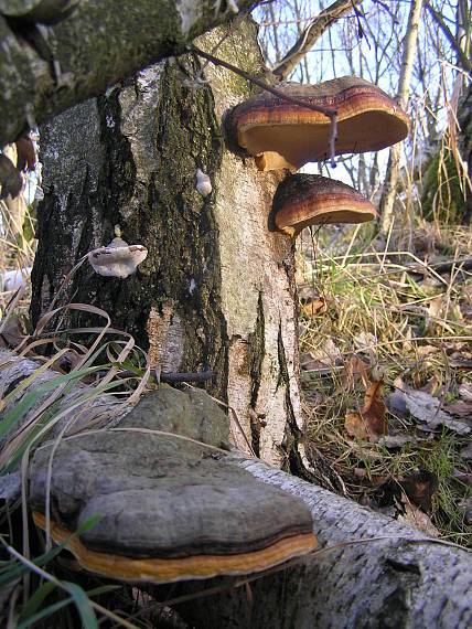 práchnovček pásikavý Fomitopsis pinicola (Sw.) P. Karst.