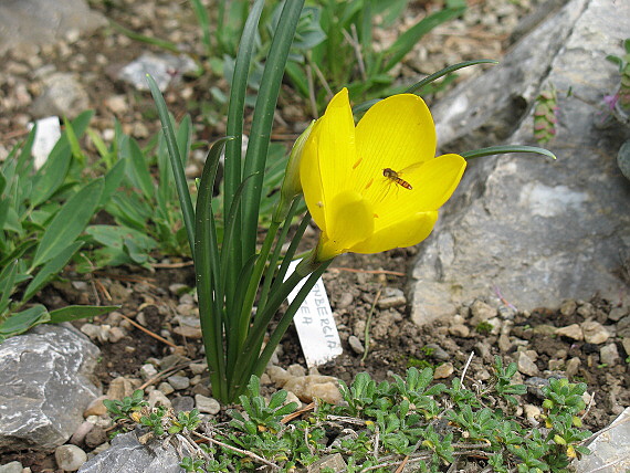 šternbergia Sternbergia lutea (L.) Ker-Gawl. ex Sprengel