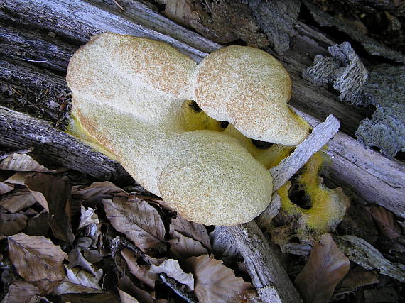 slizovka  Myxomycetes