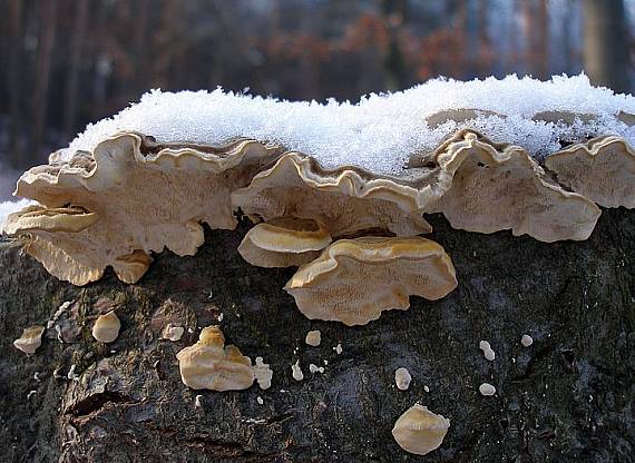 trúdnikovec? Trametes sp.?