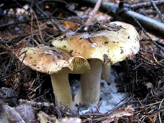 čírovka zelenkastá Tricholoma equestre (L.) P. Kumm.