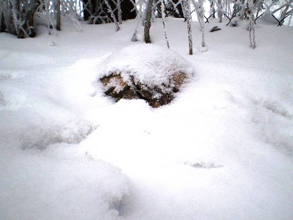 vatovec obrovský Calvatia gigantea (Batsch) Lloyd