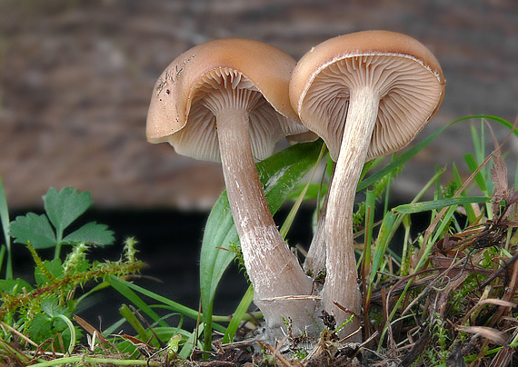 strmuľka Clitocybe sp.