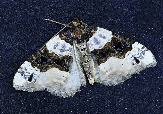 piadivka očkatá Cosmorhoe ocellata