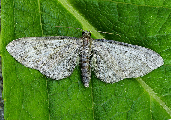 kvetnatka Eupithecia sp.